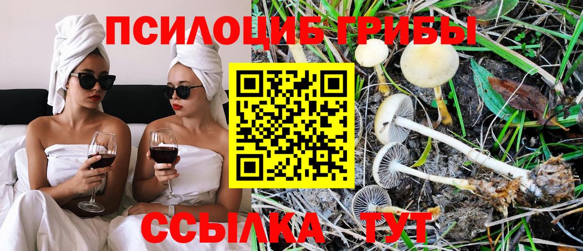 Псилоцибиновые грибы Psilocybine cubensis  Вход с VPN  Нижний Новгород 